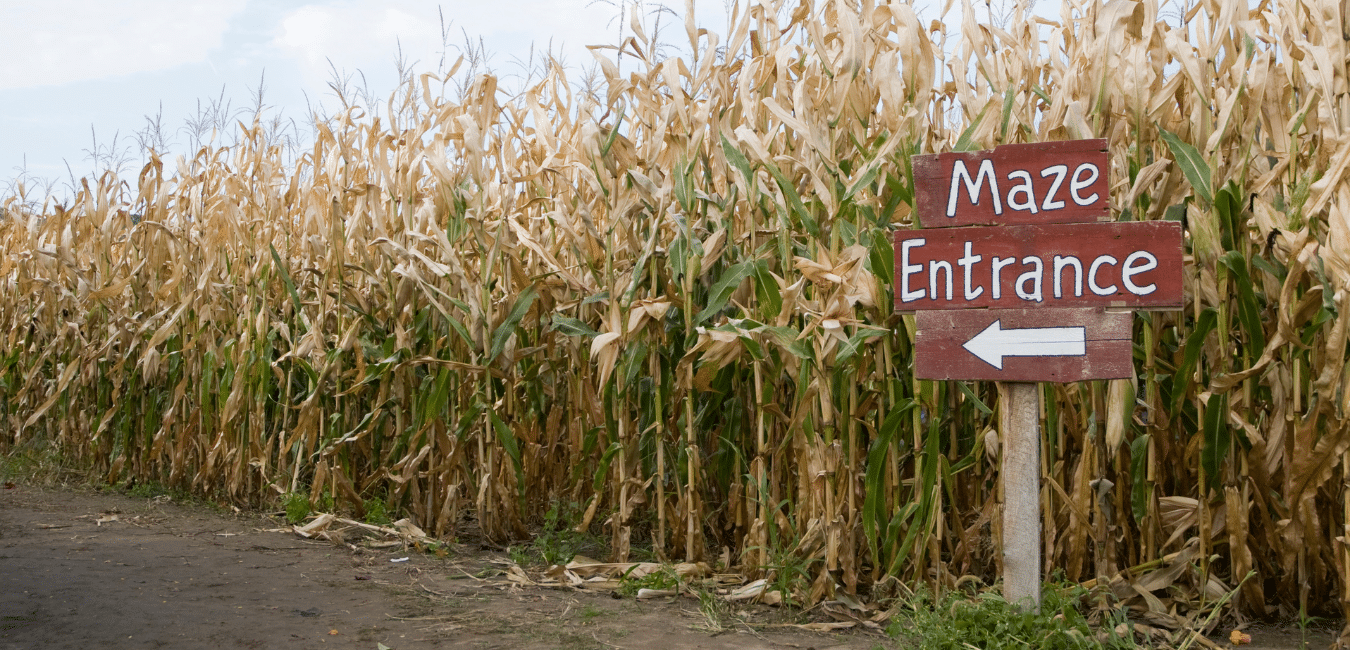 a corn maze