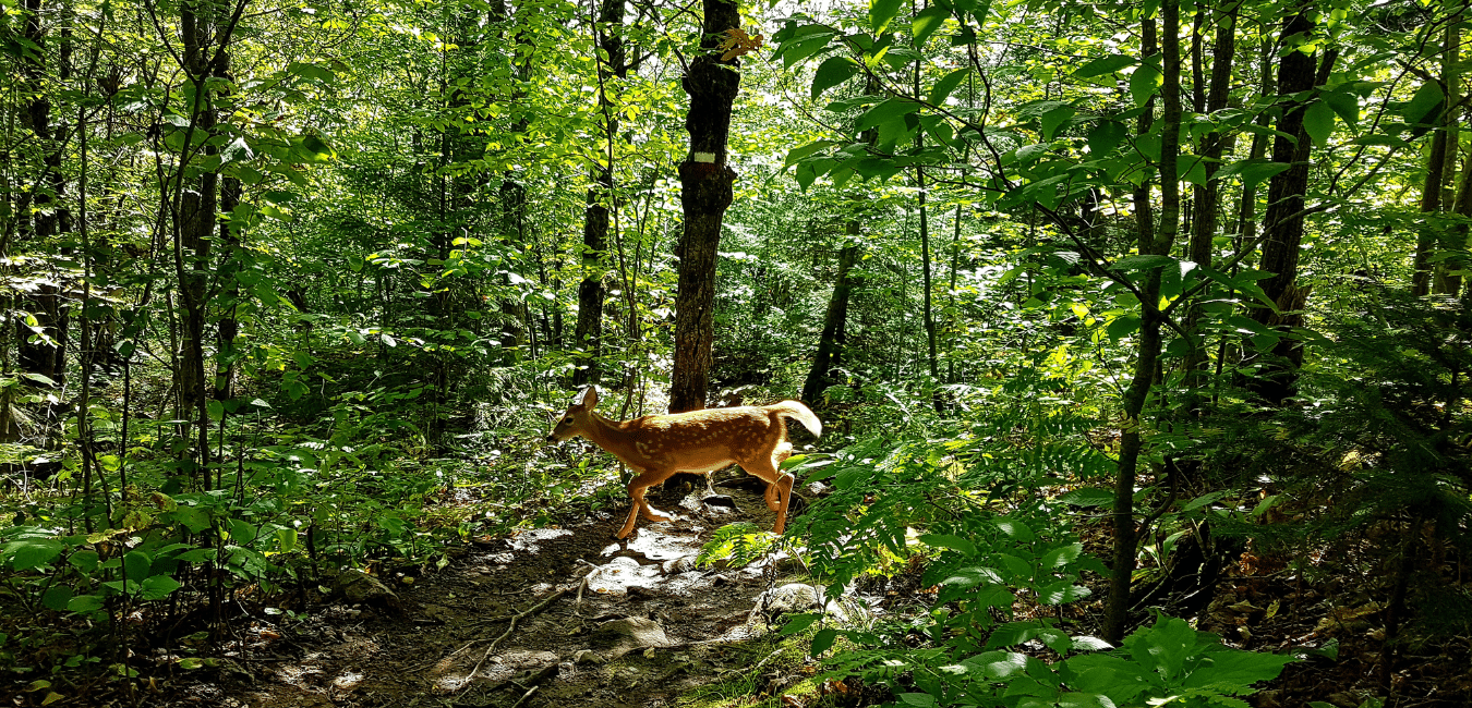 deer in the woods