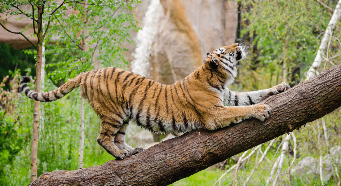 tiger in petting zoo